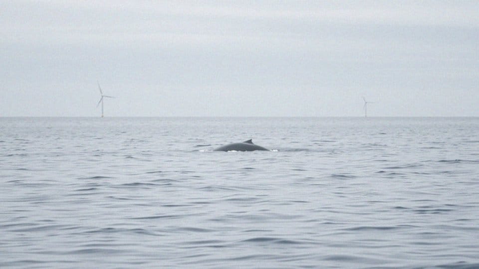 Jak płetwal błękitny przystosowuje się do środowiska oceanicznego?