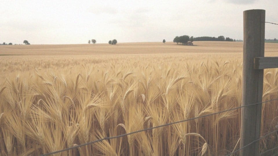 Jakie są prognozy przysłowiów o sierpniu?