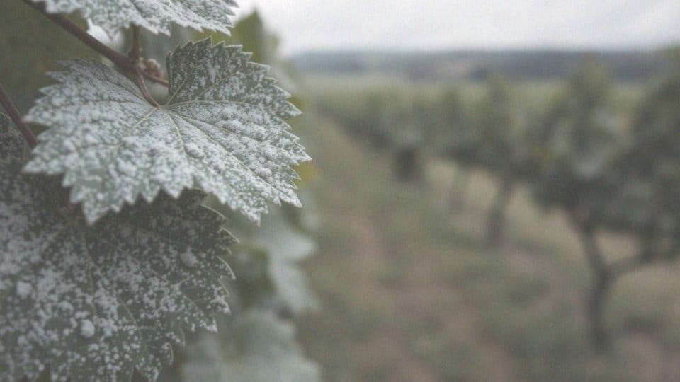 Czy mączniak jest szkodliwy dla człowieka? Fakty i mity
