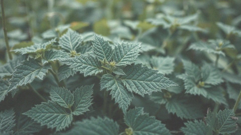 Jak wygląda pokrzywa? Cechy i właściwości tej rośliny